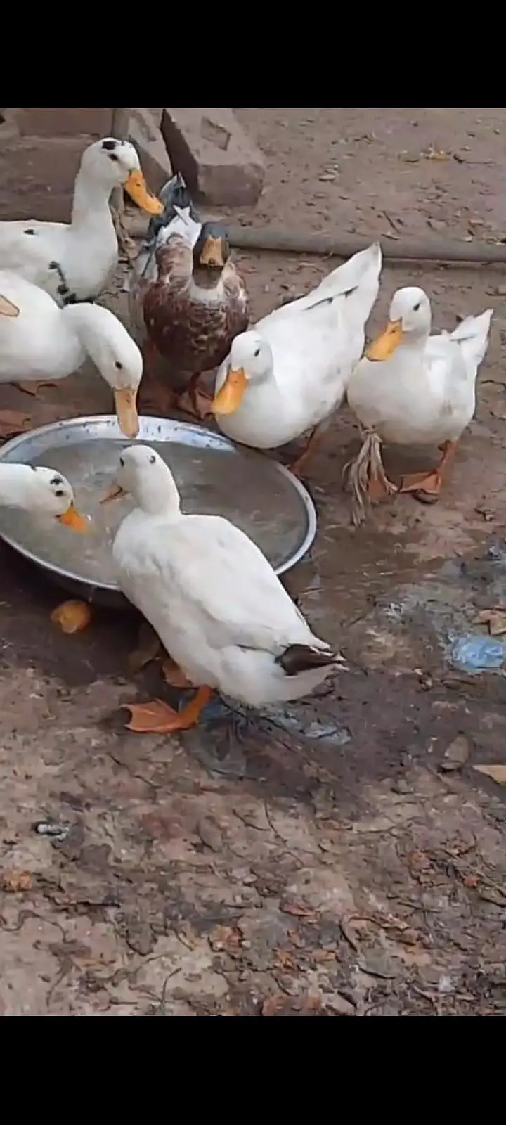 White ducks — photo 2
