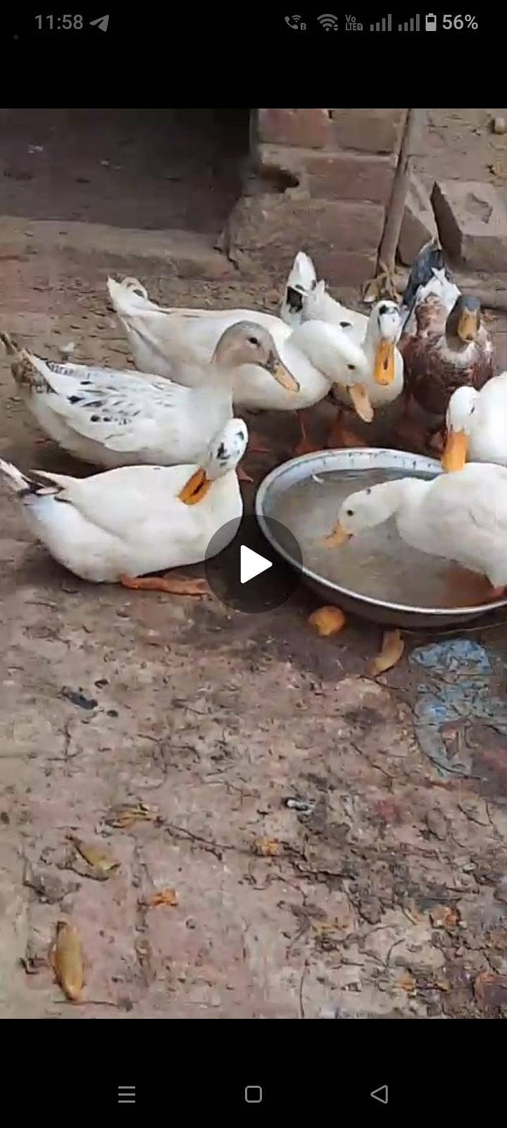 White ducks 2