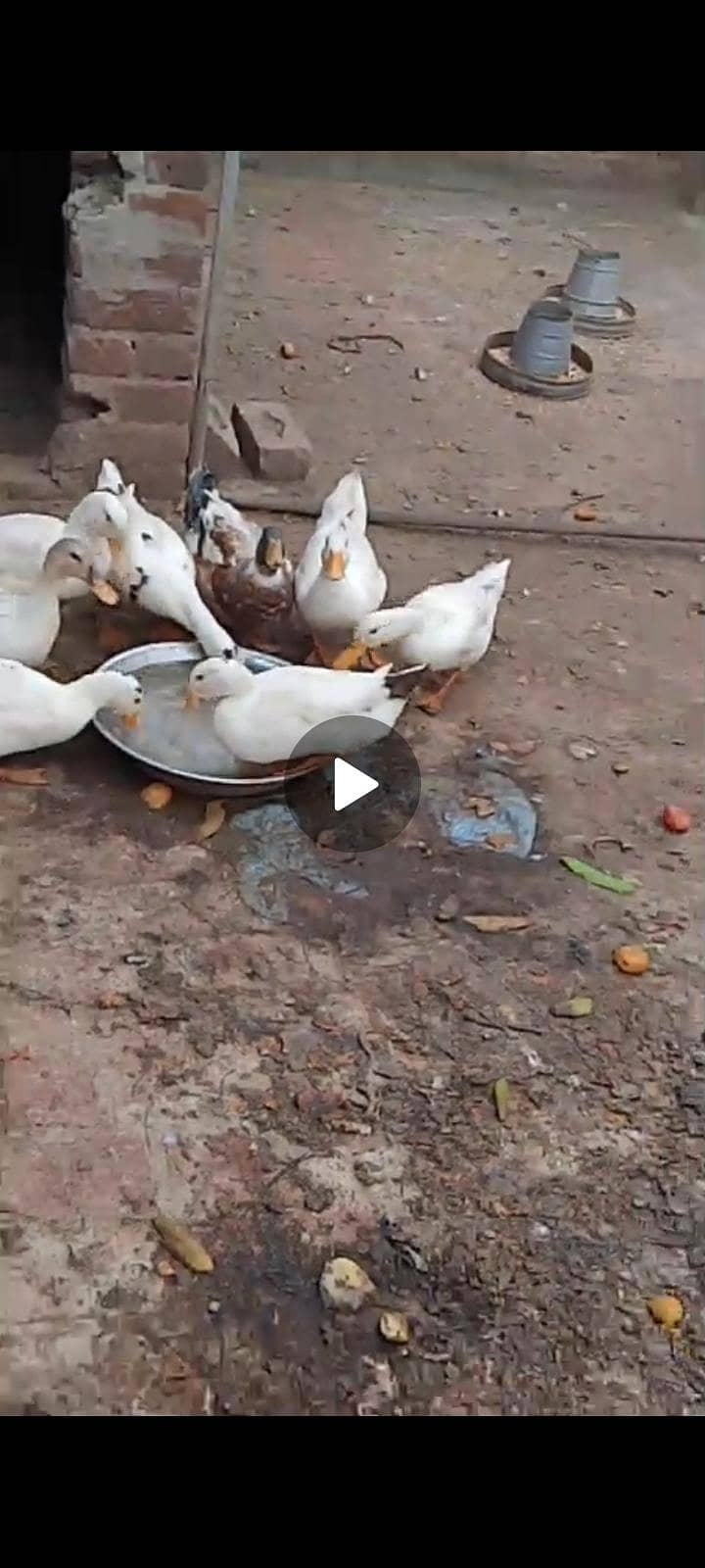 White ducks 3