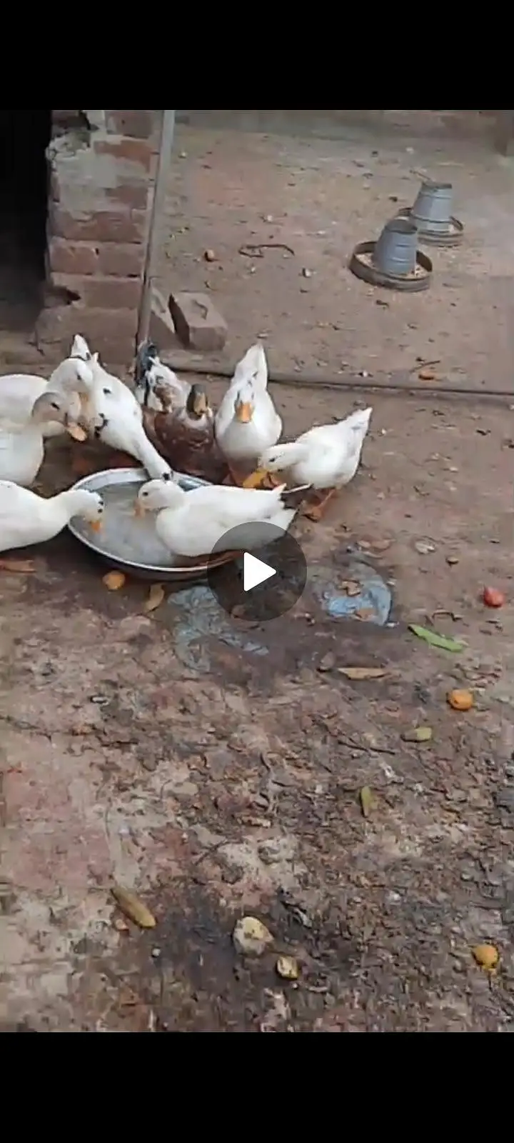 White ducks — photo 4