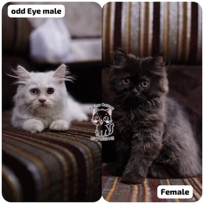 home delivery available Persian punch face cat kitten
