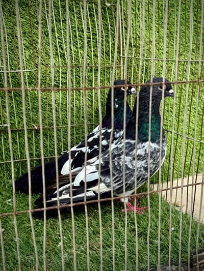 Banka pair