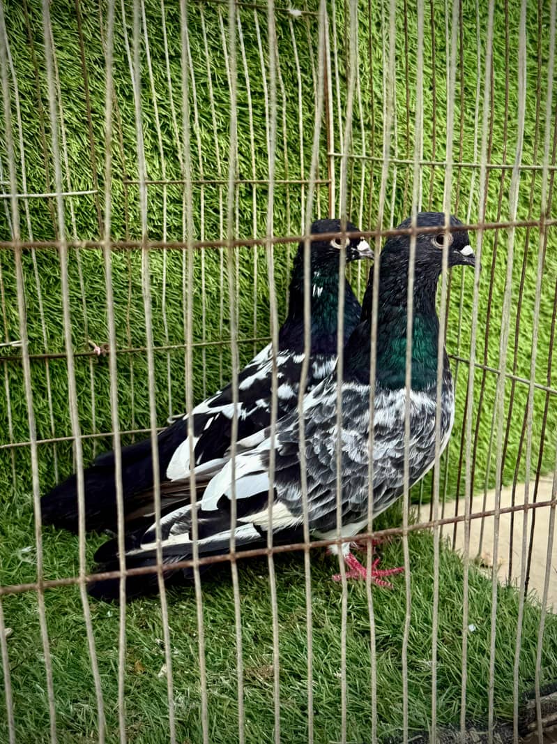 Banka pair 0