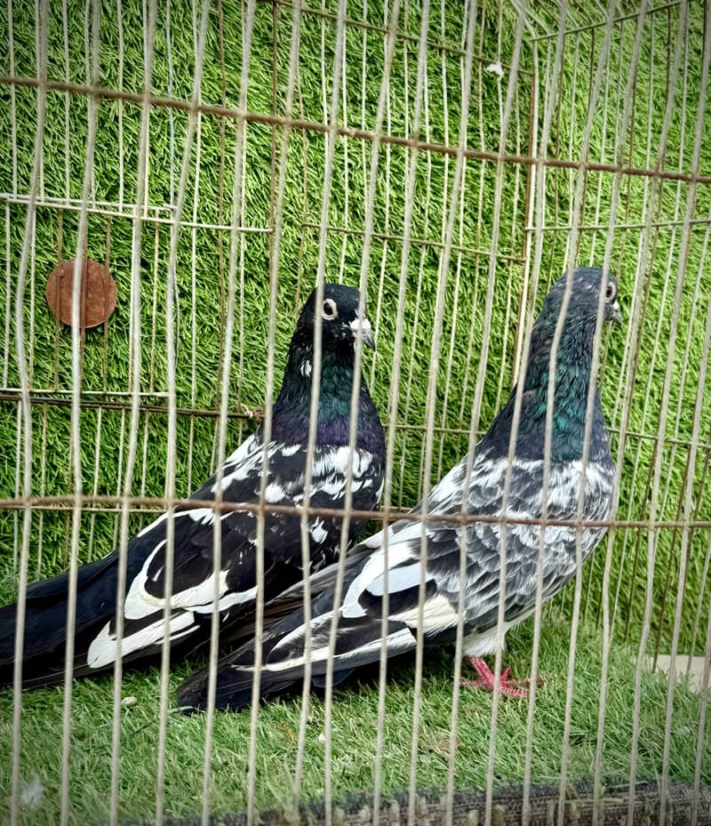 Banka pair 2