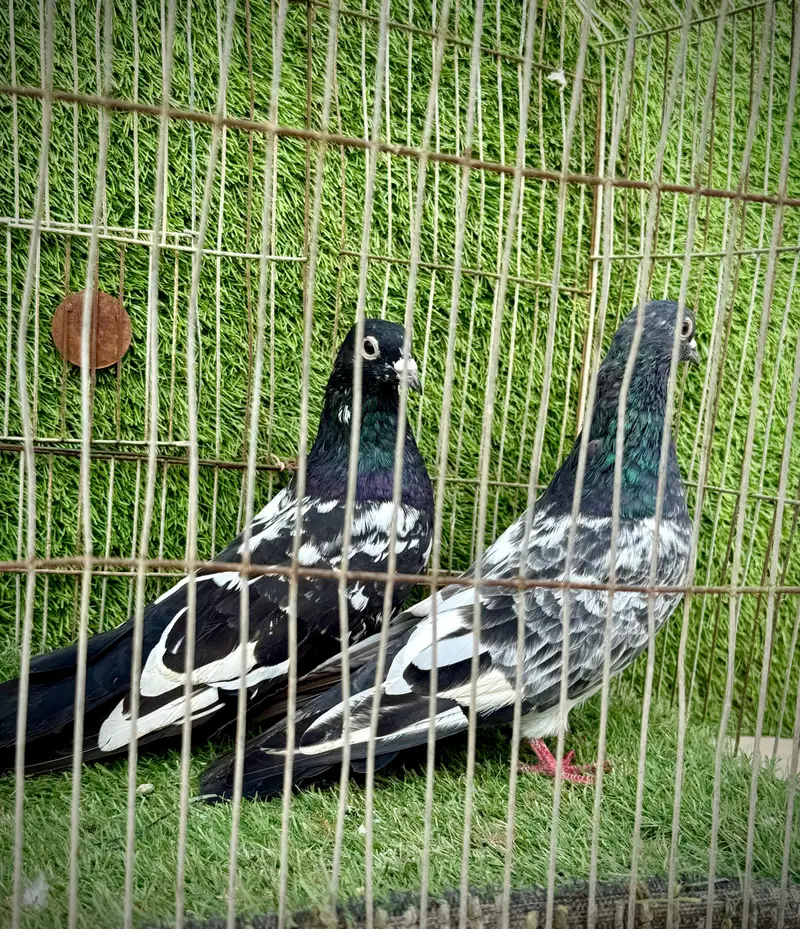 Banka pair — photo 3