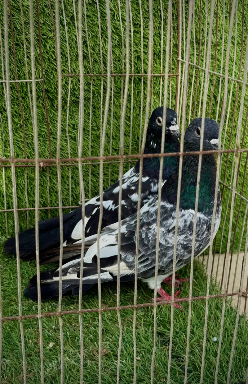 Banka pair — photo 4