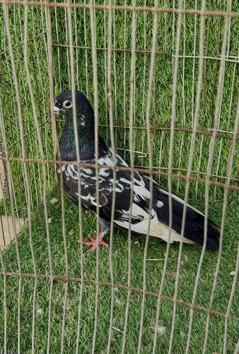 Banka pair 4