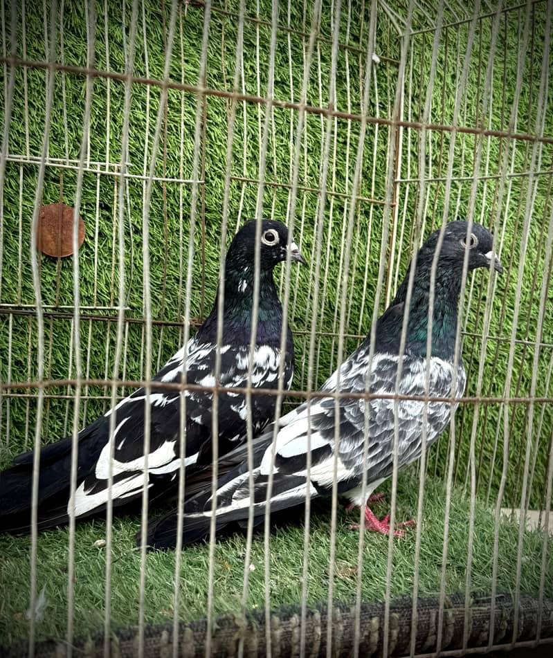 Banka pair 5
