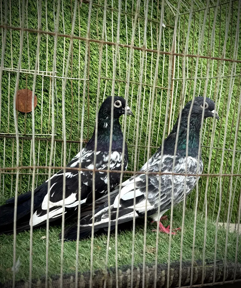 Banka pair — photo 6