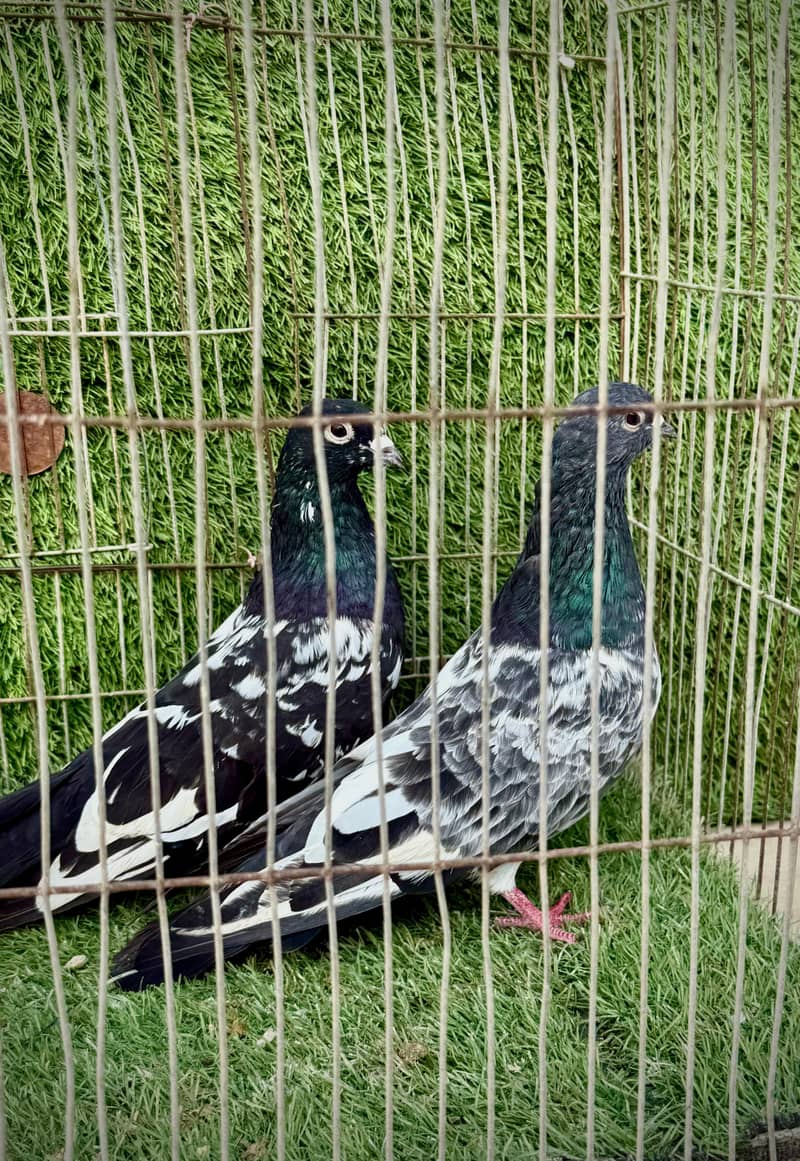 Banka pair 6