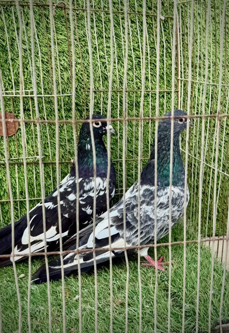 Banka pair — photo 7