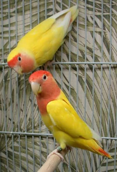 lutino peach faced pair