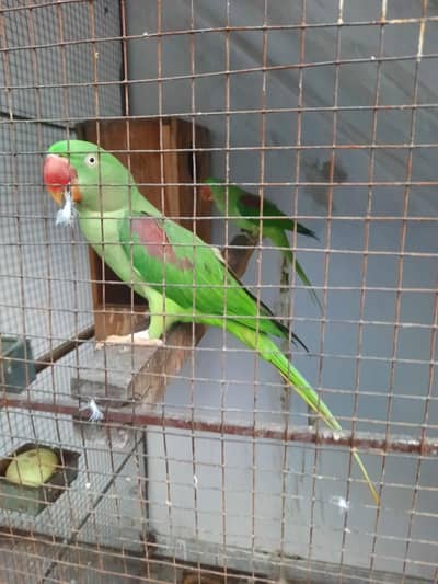 raw female and patha for sale