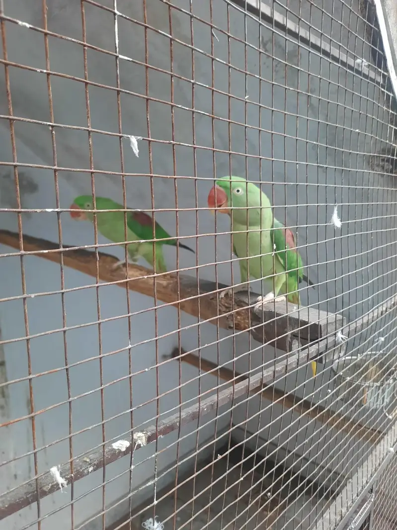 raw female and patha for sale — photo 2