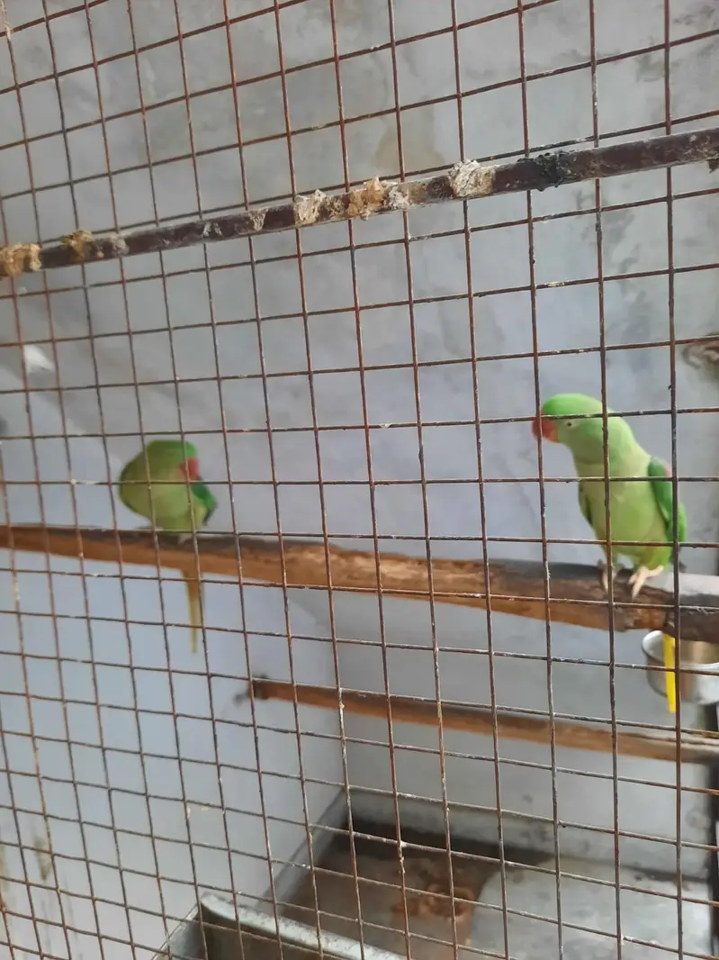 raw female and patha for sale — photo 3
