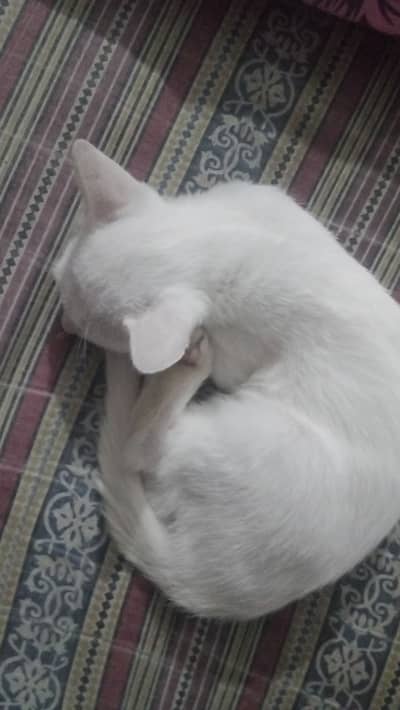Persian cats single cot. Blue eyes or light mrna pr red ho jati hain
