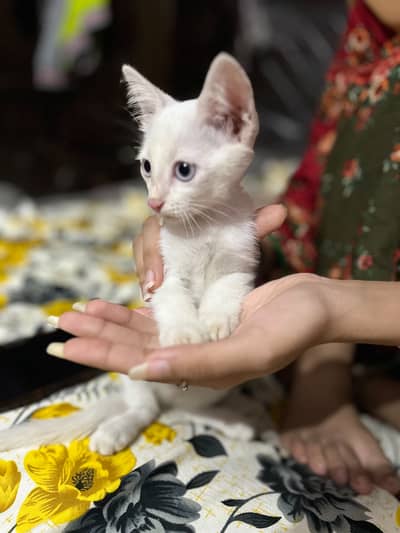 Persian cats single cot. Blue eyes or light mrna pr red ho jati hain
