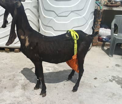 kamhori goat for sale