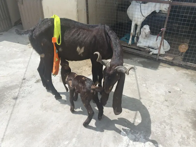 kamhori goat for sale — photo 2