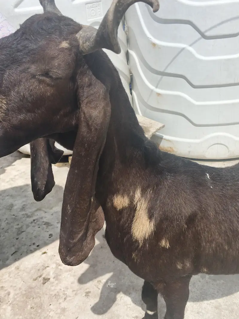 kamhori goat for sale — photo 3