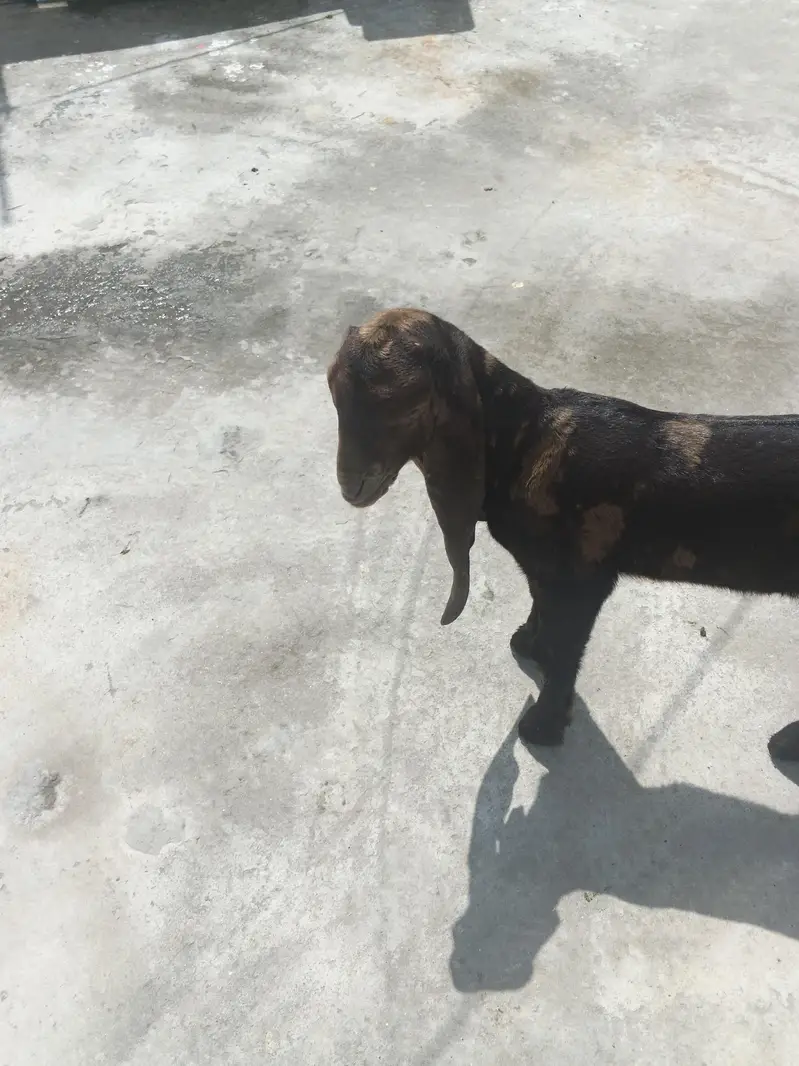 kamhori goat for sale — photo 4