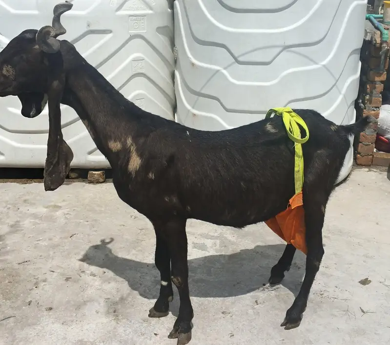 kamhori goat for sale — photo 5