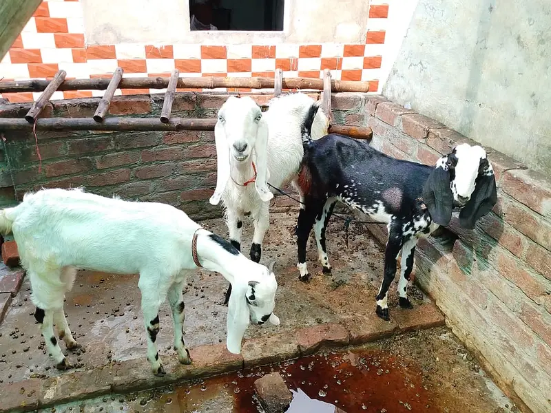 2 Female Desi Goats | 2 Dant | dogli bakri | Home Breed goat