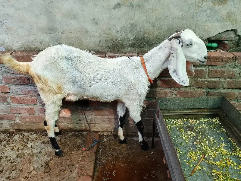 2 Female Desi Goats | 2 Dant | dogli bakri | Home Breed goat — photo 4