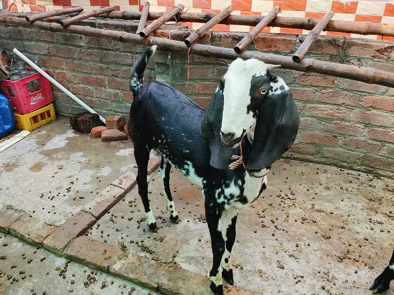 2 Female Desi Goats | 2 Dant | dogli bakri | Home Breed goat — photo 5