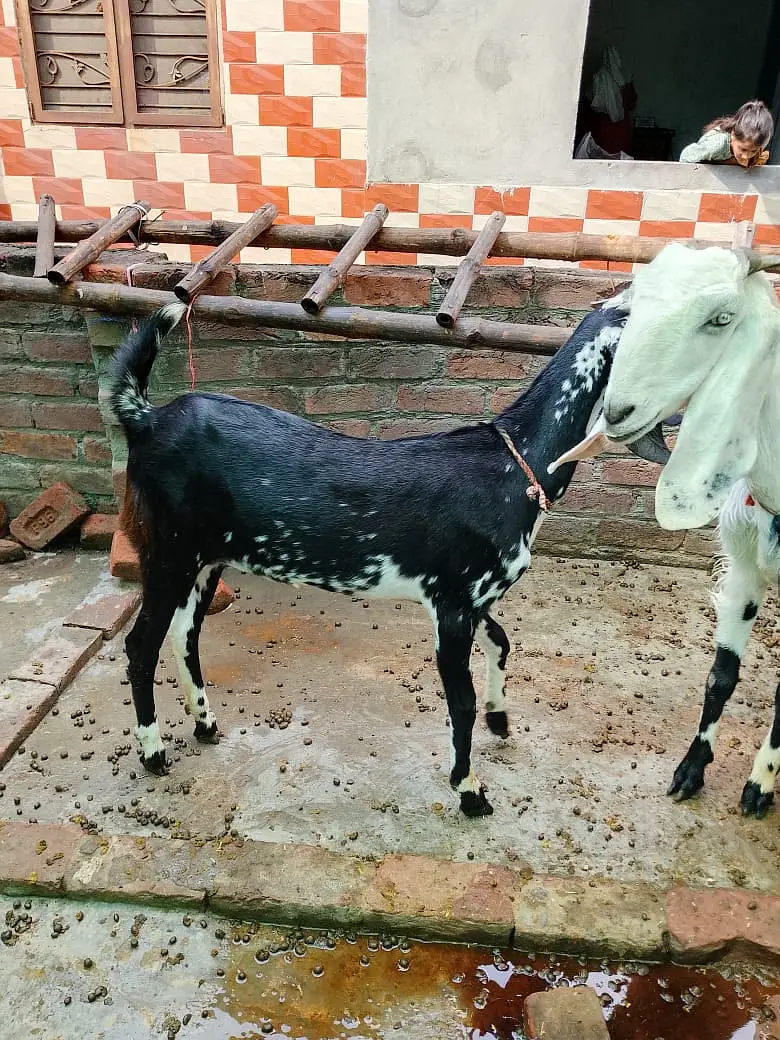 2 Female Desi Goats | 2 Dant | dogli bakri | Home Breed goat — photo 6