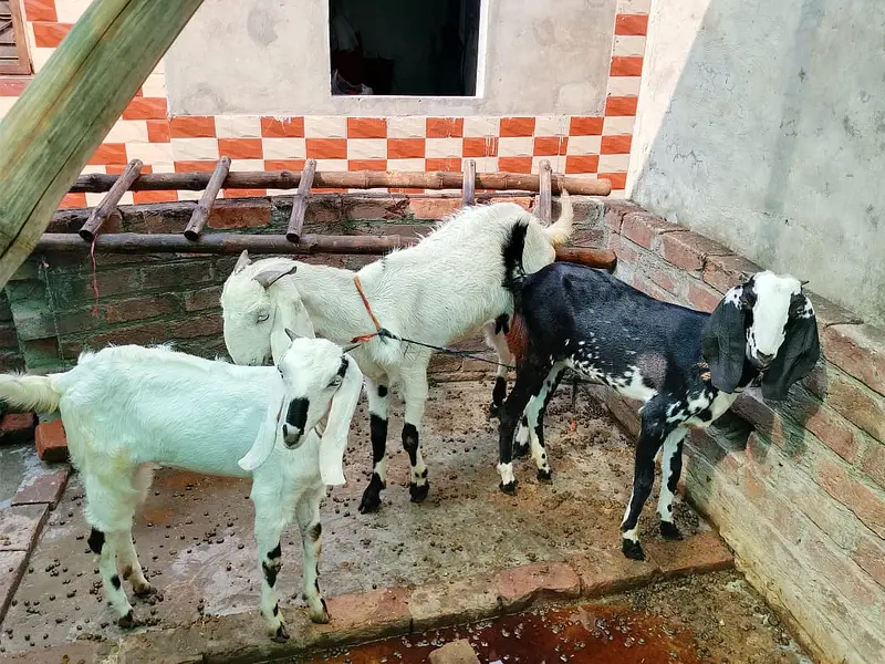 2 Female Desi Goats | 2 Dant | dogli bakri | Home Breed goat — photo 7