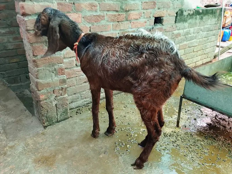2 Female Desi Goats | 2 Dant | dogli bakri | Home Breed goat — photo 8