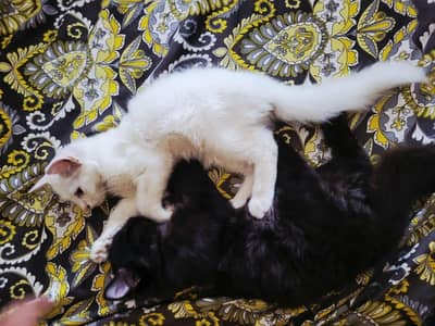 cats pair