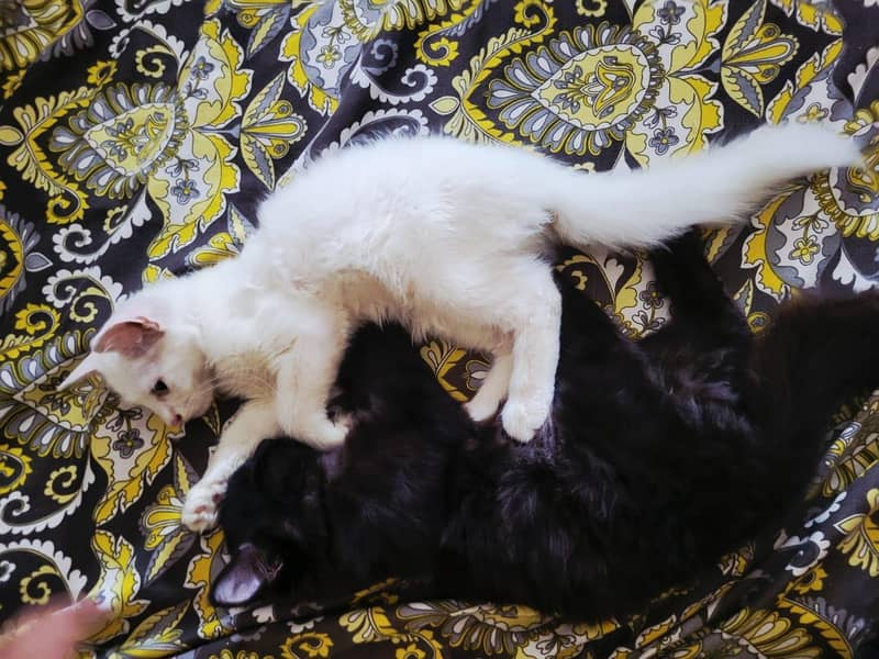 cats pair 0