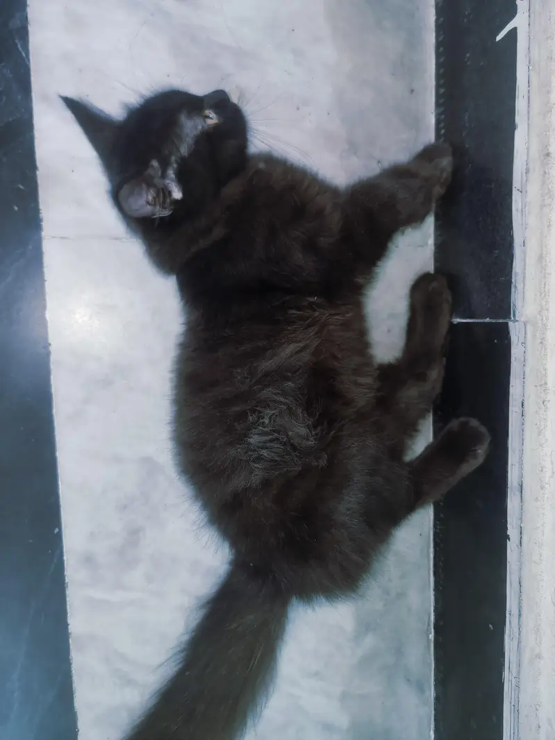 cats pair — photo 2