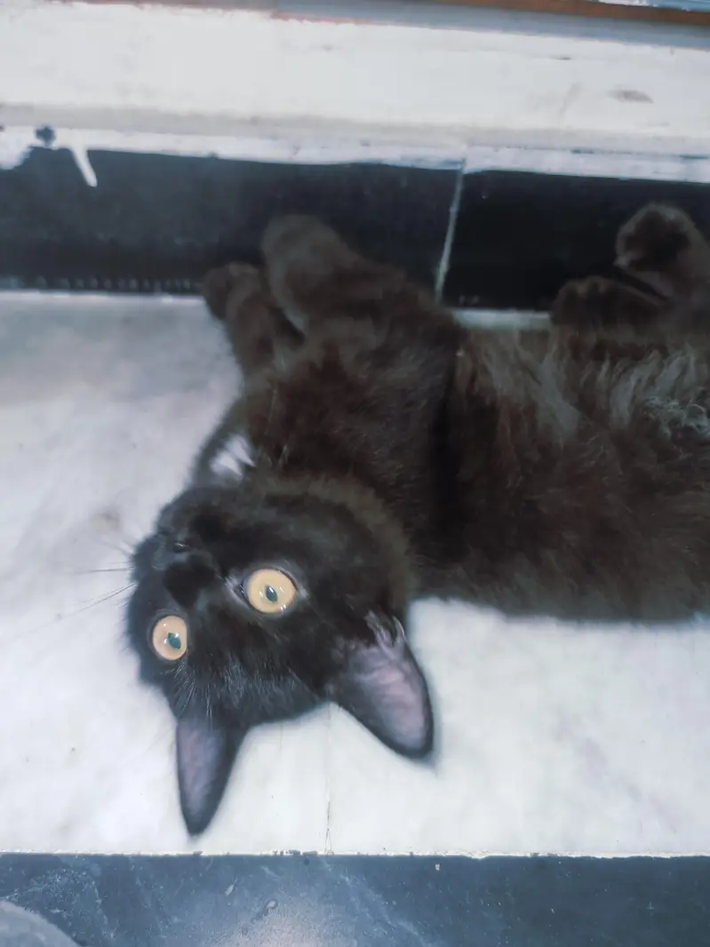 cats pair — photo 3