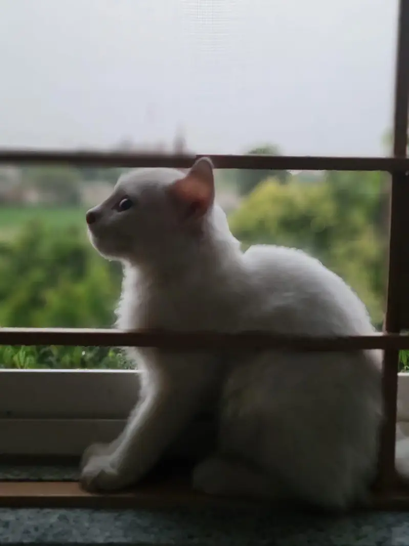 cats pair — photo 7