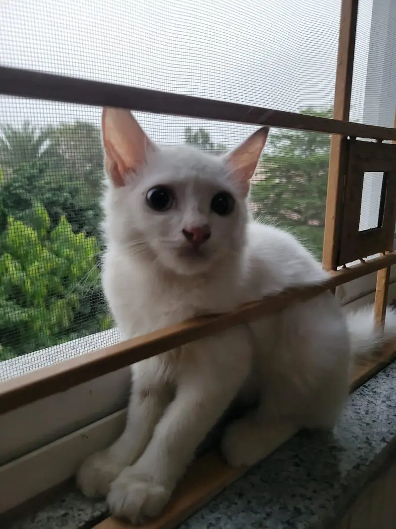 cats pair — photo 9
