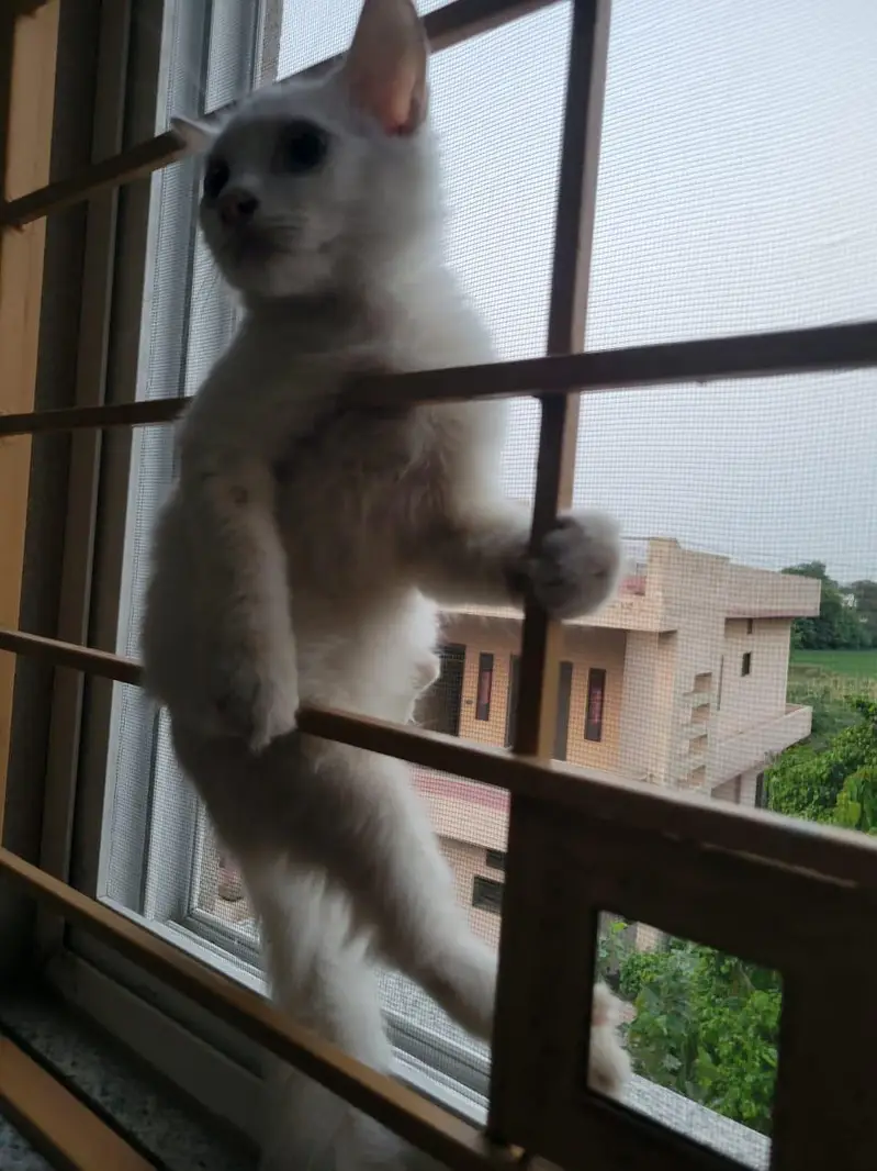 cats pair — photo 10
