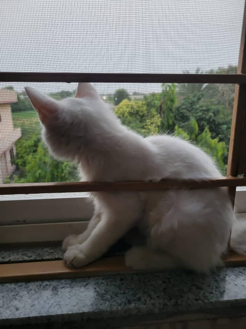 cats pair 10