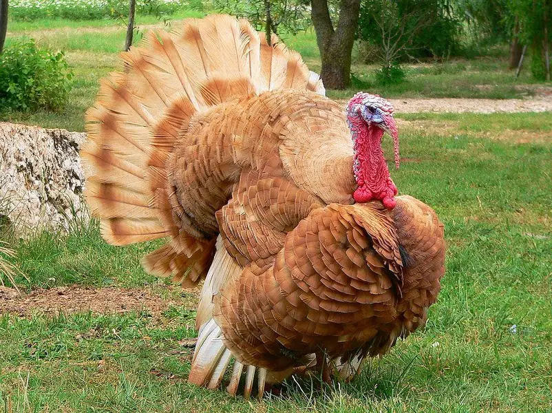 Turkey birds pair brown