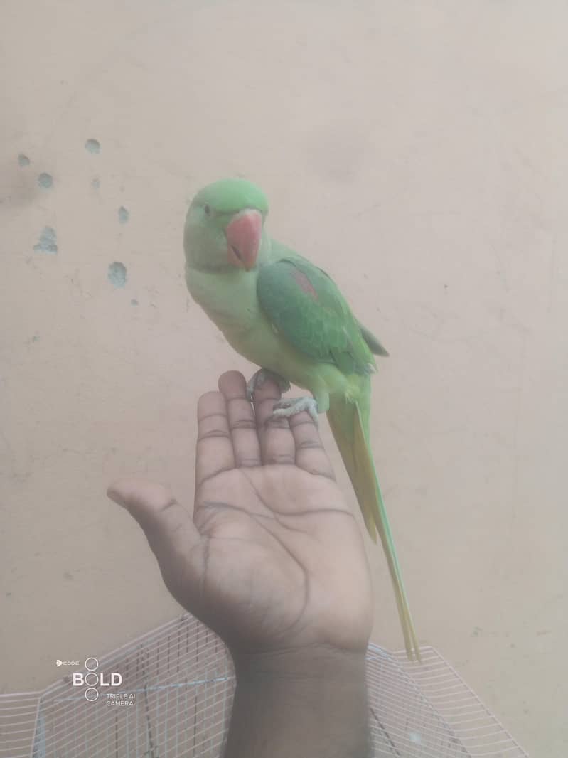 heldi and butiful 1