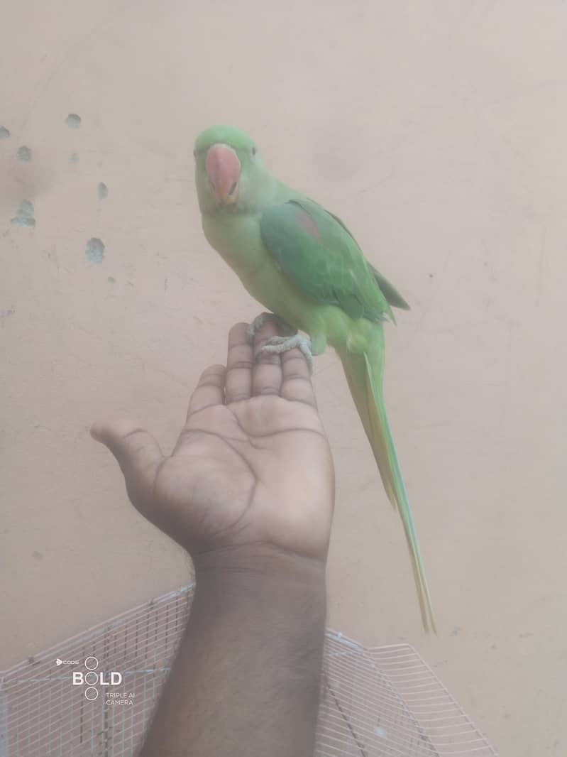 heldi and butiful 2