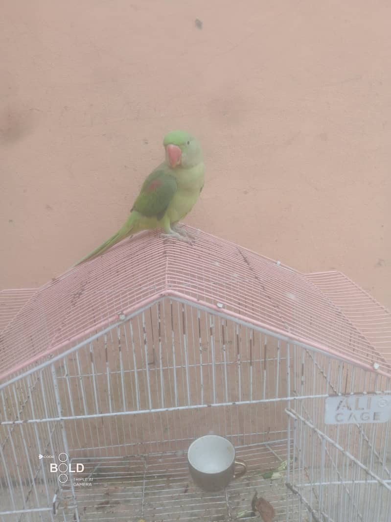heldi and butiful 3