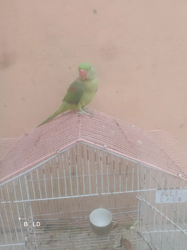 heldi and butiful — photo 4