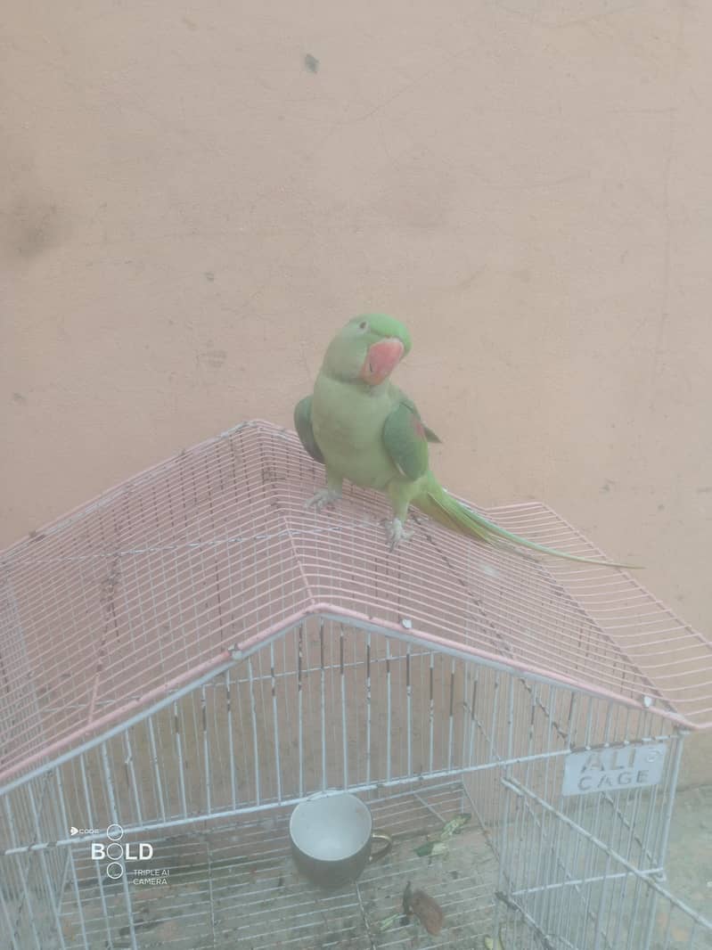 heldi and butiful 6