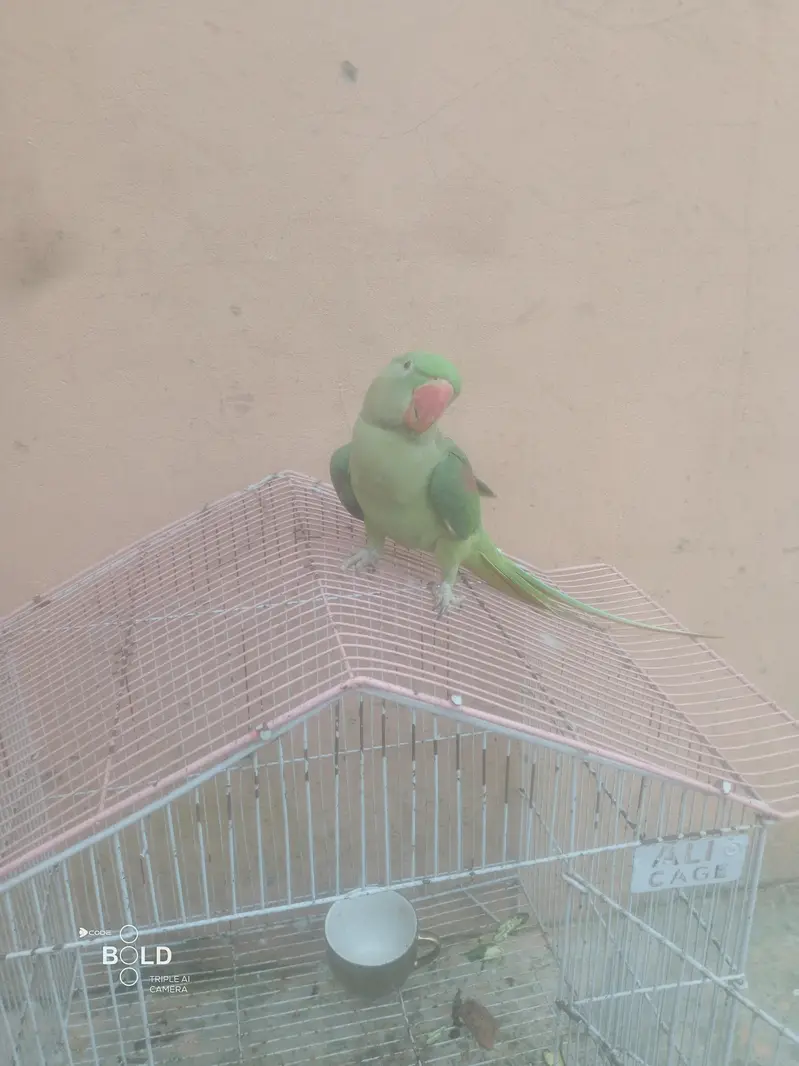 heldi and butiful — photo 7
