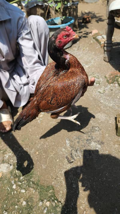 amrohi or marathi madi available