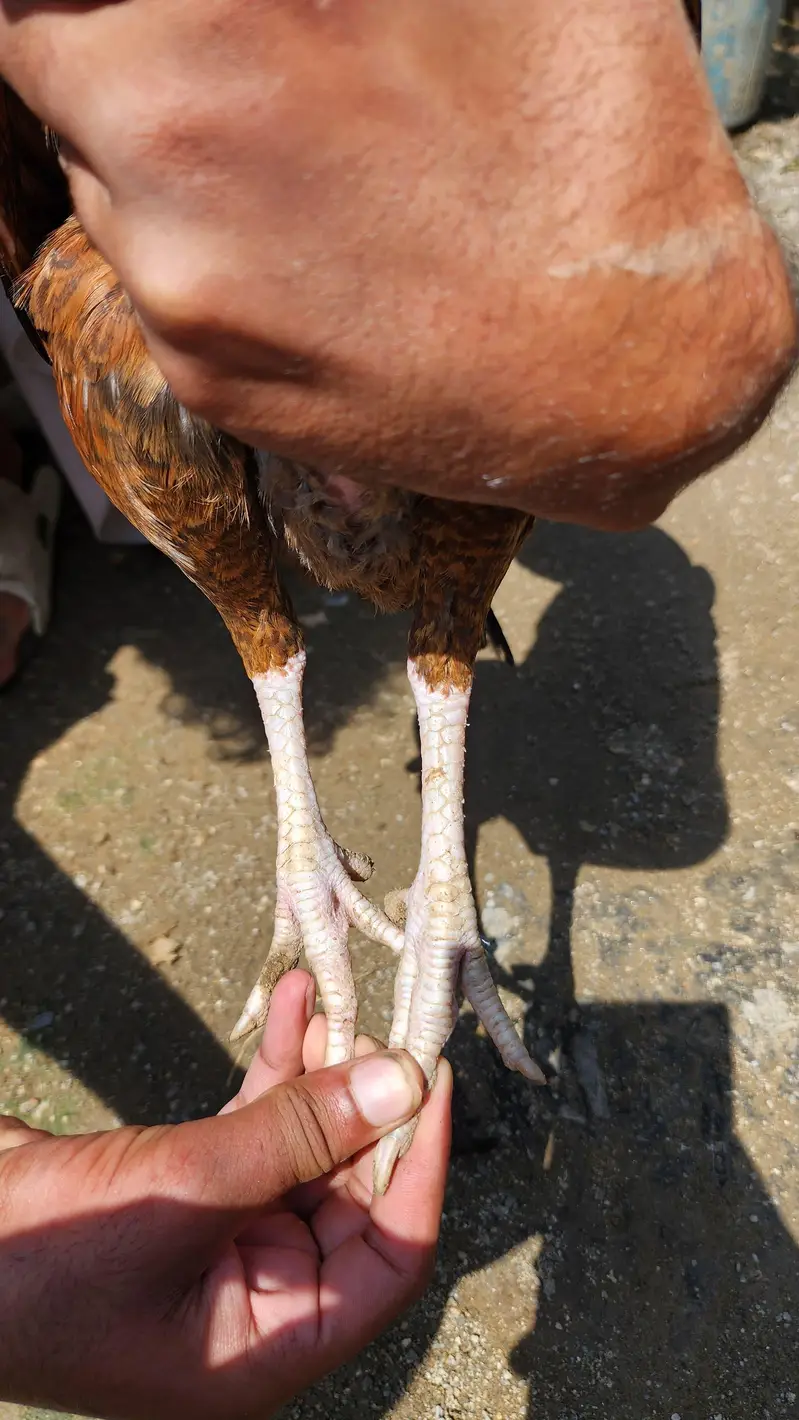 amrohi or marathi madi available — photo 6