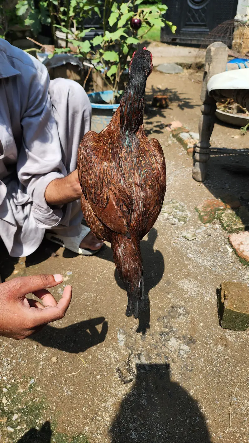 amrohi or marathi madi available — photo 7